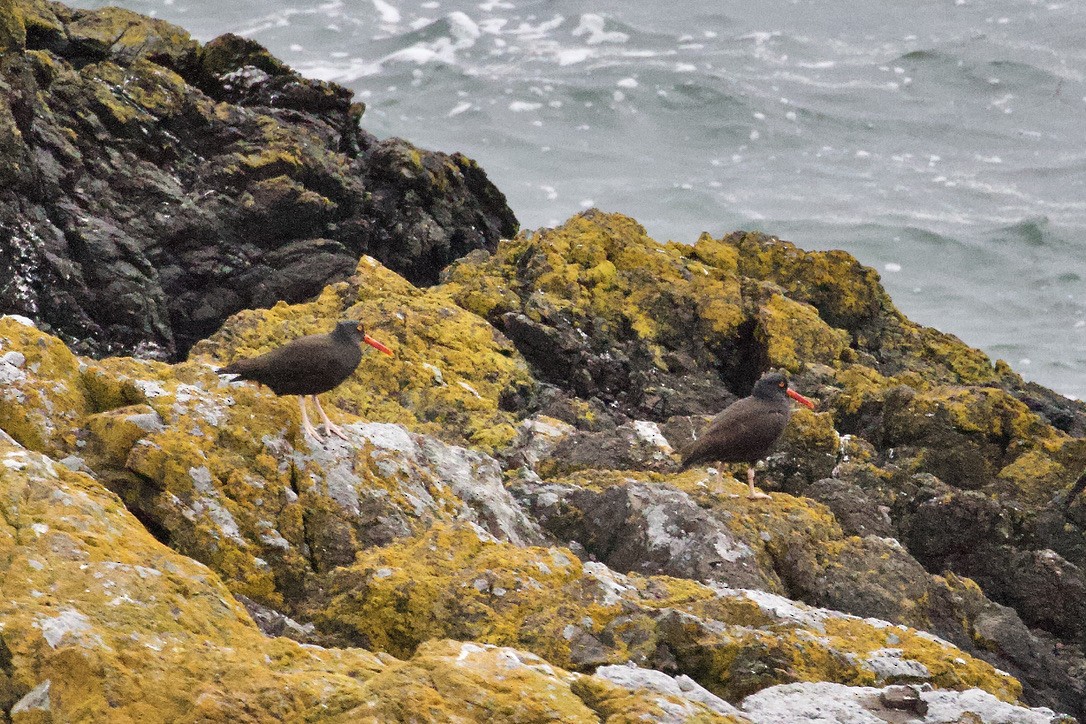 Black Oystercatcher - ML619593481