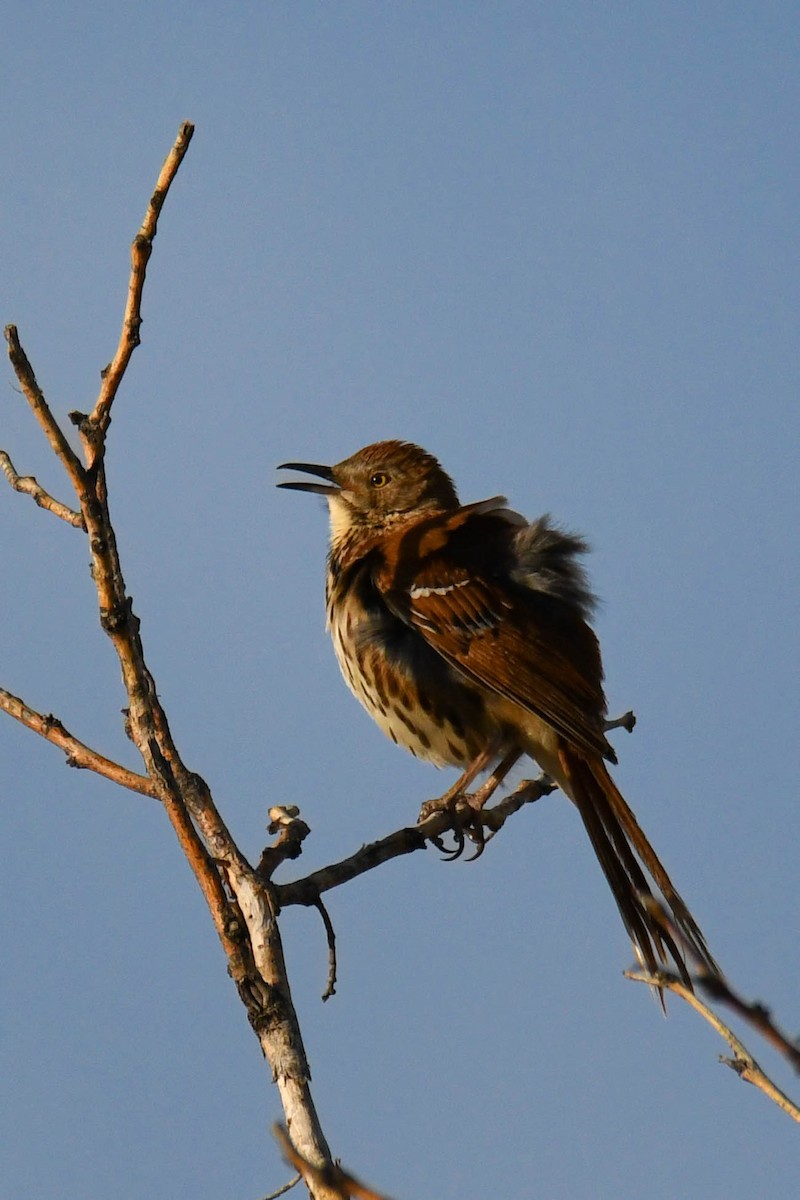 Brown Thrasher - Patty Bellingham