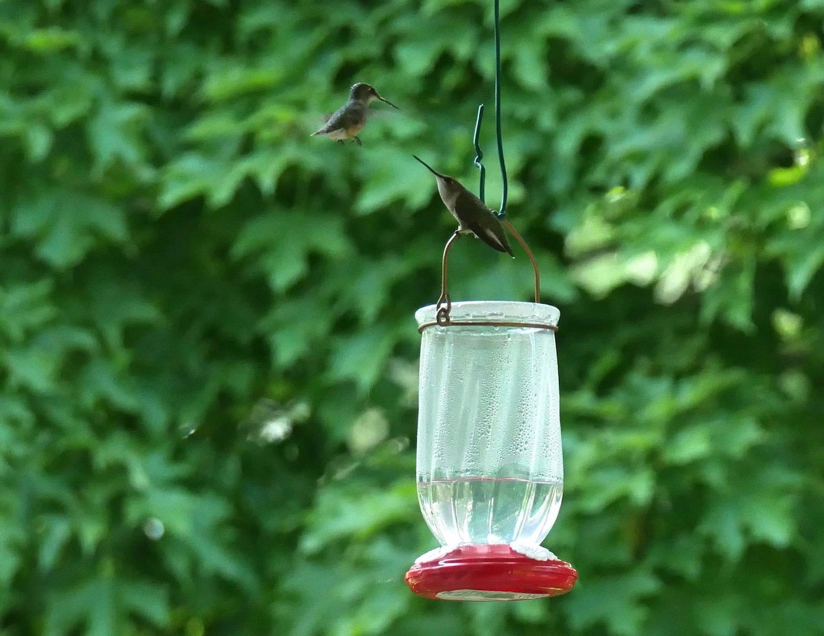 Ruby-throated Hummingbird - Francine Tanguay