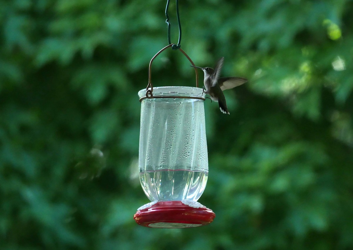 Ruby-throated Hummingbird - Francine Tanguay