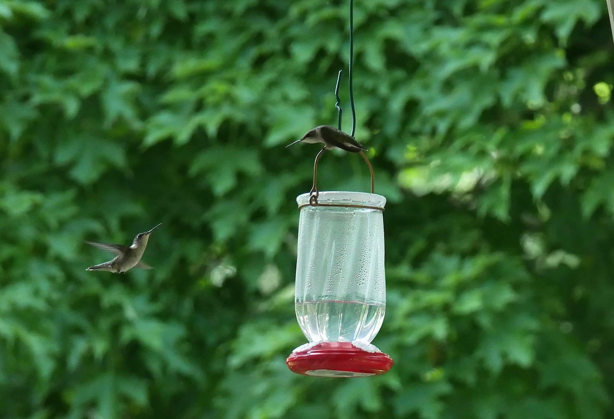 Ruby-throated Hummingbird - Francine Tanguay