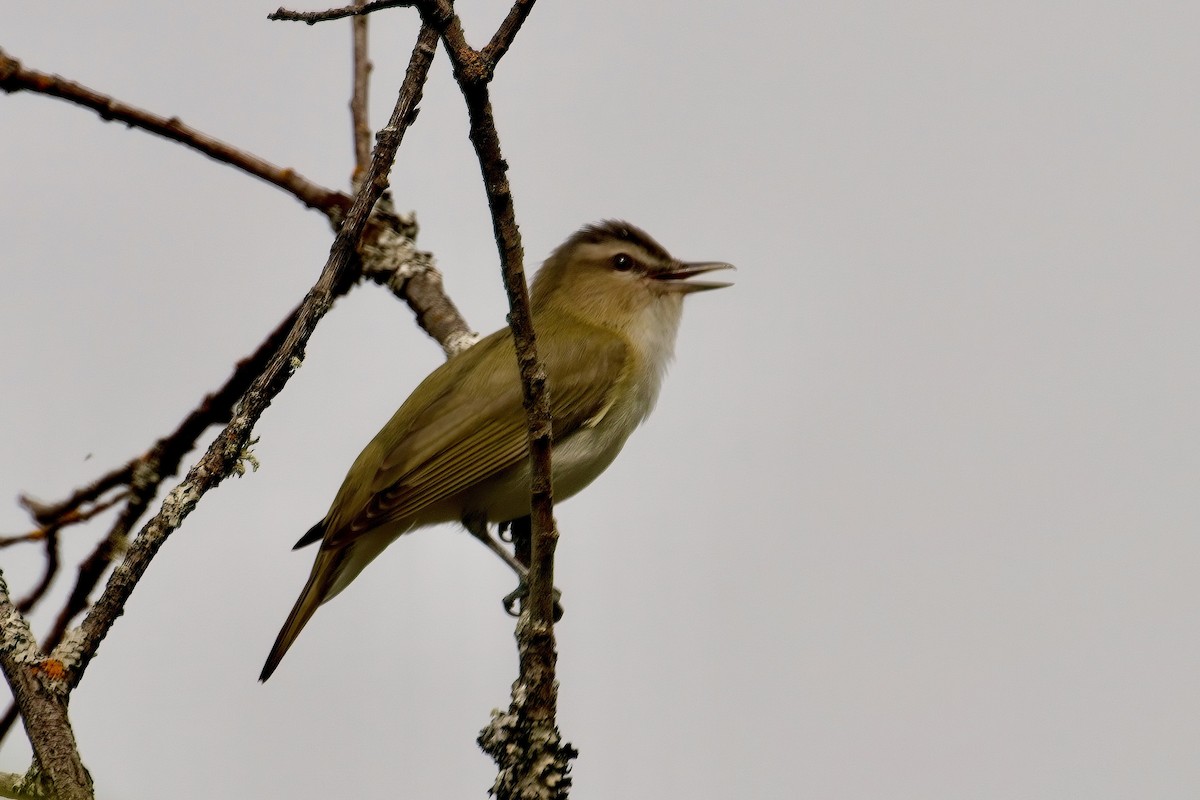 Red-eyed Vireo - Normand Laplante