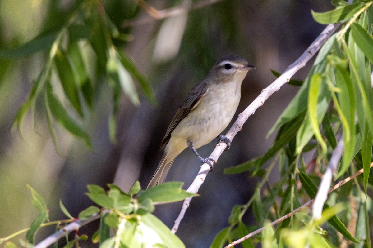 Warbling Vireo - Shorty Veliz