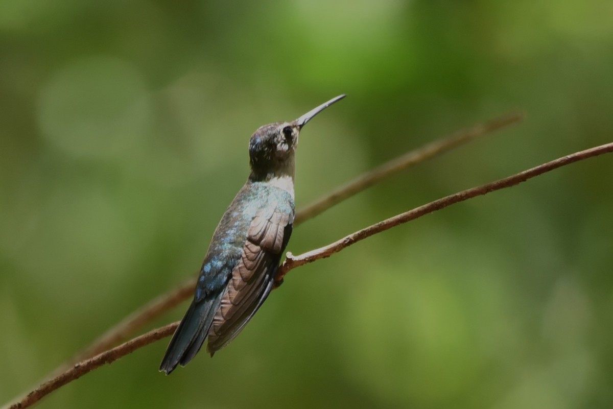 Wedge-tailed Sabrewing - Bruce Mast