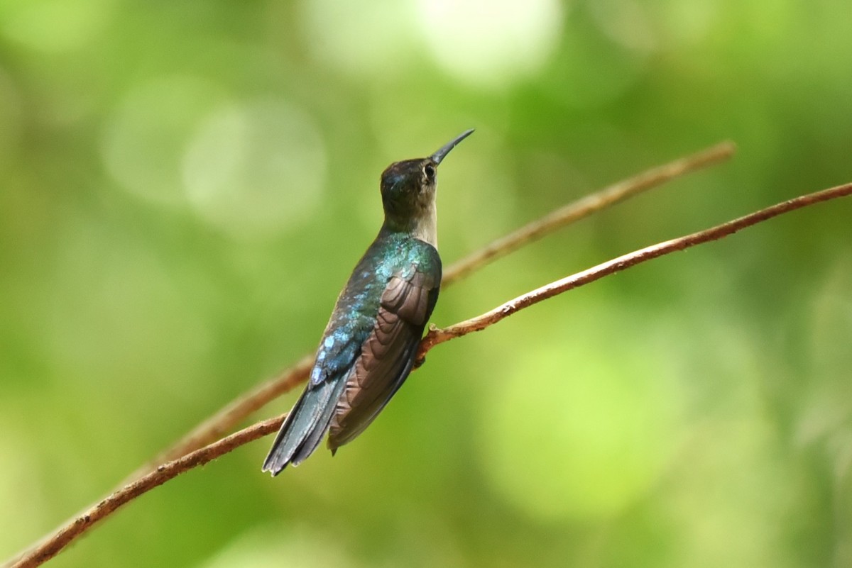 Wedge-tailed Sabrewing - ML619593497