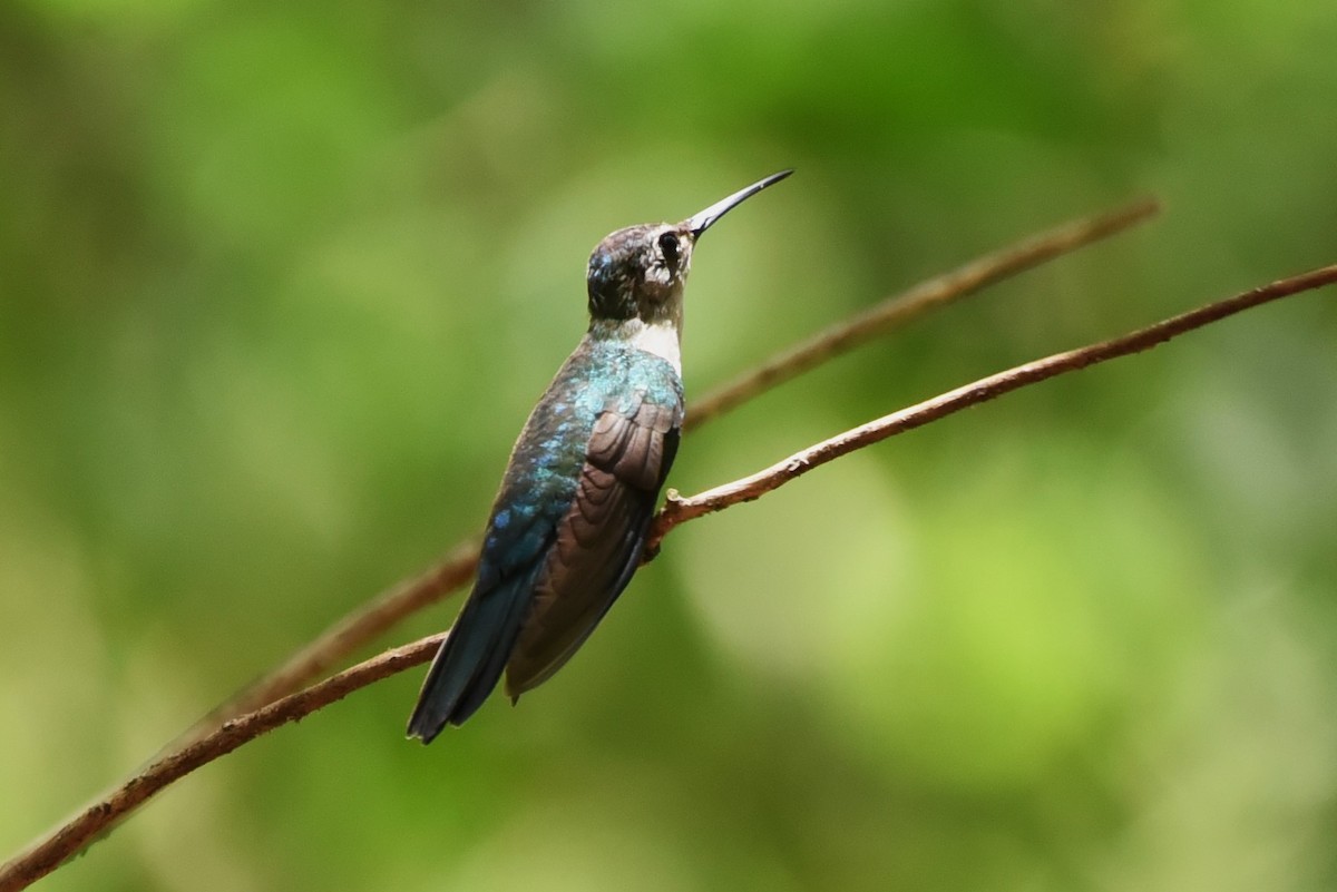 Wedge-tailed Sabrewing - Bruce Mast