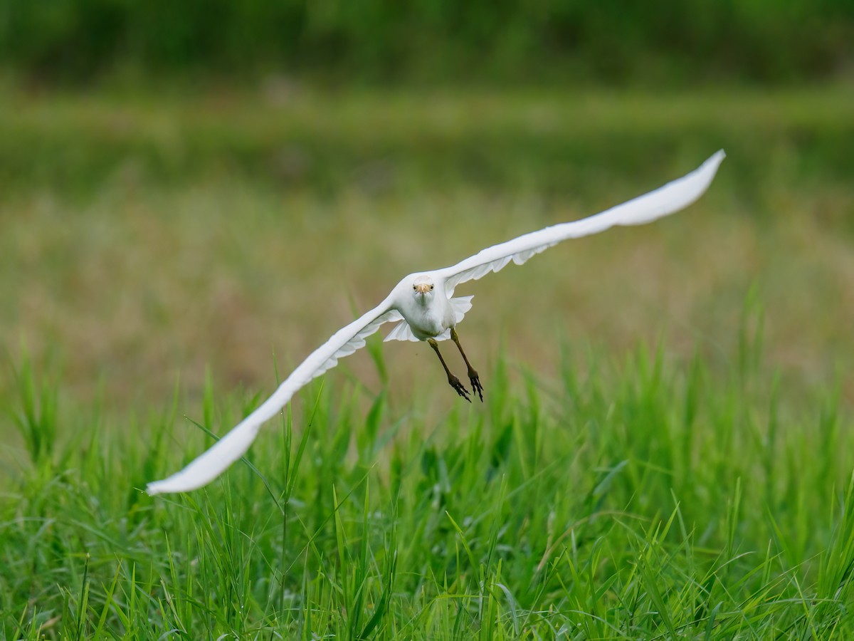 Western Cattle Egret - Abe Villanueva