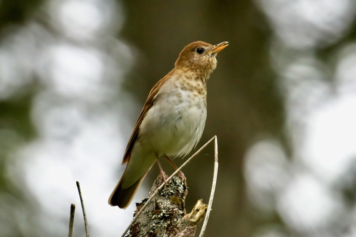 Veery - Normand Laplante