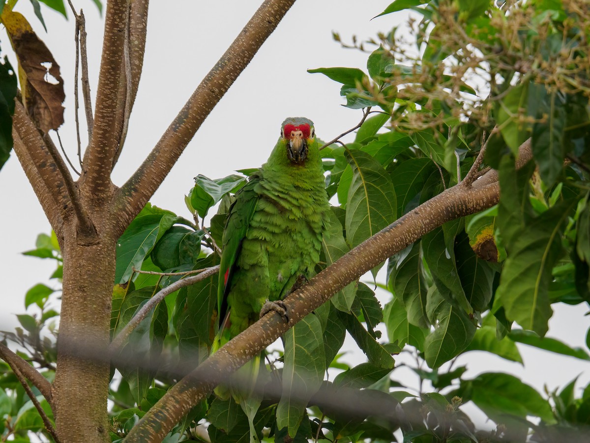 Red-lored Parrot - Abe Villanueva