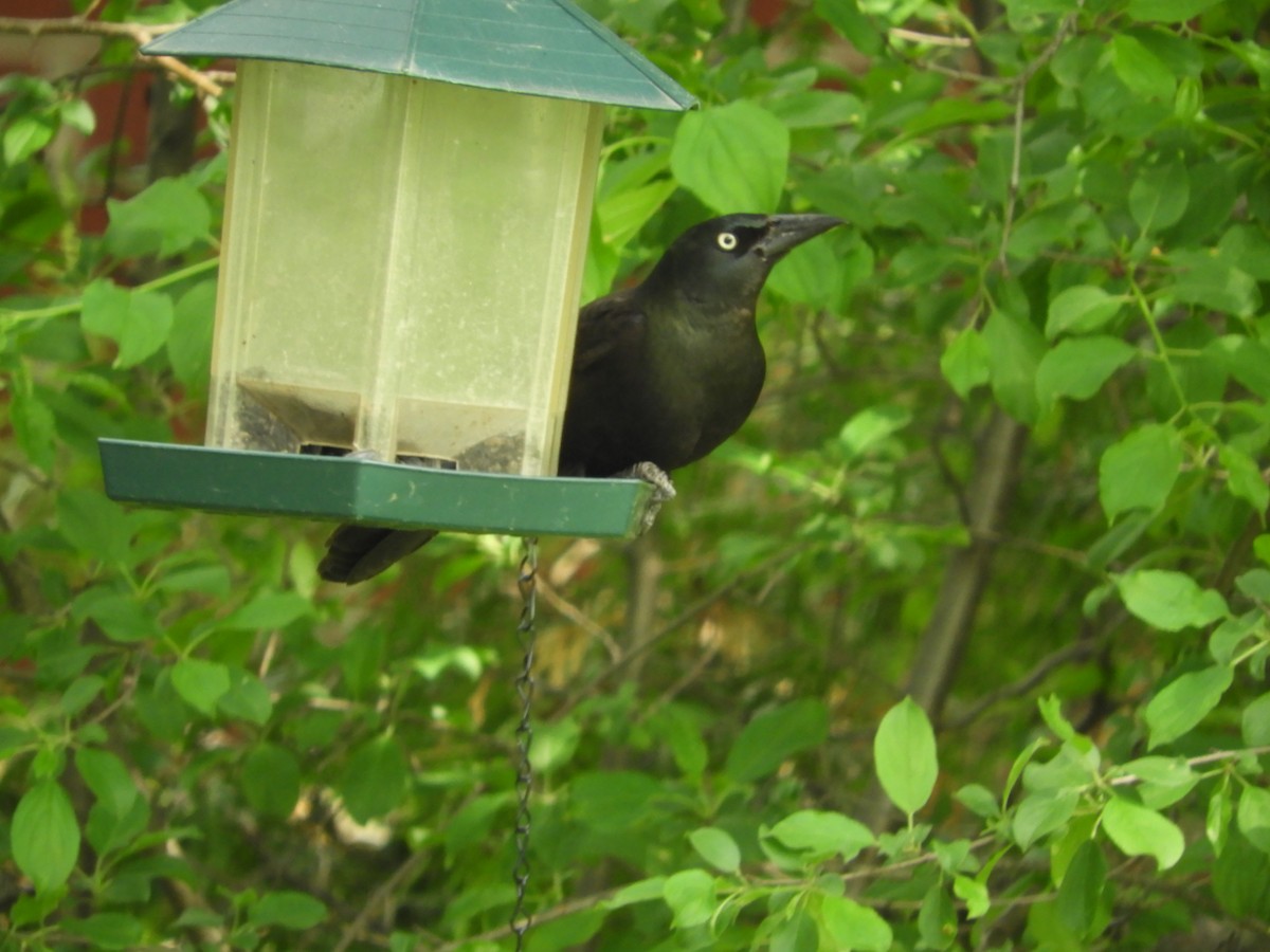 Common Grackle - Thomas Bürgi