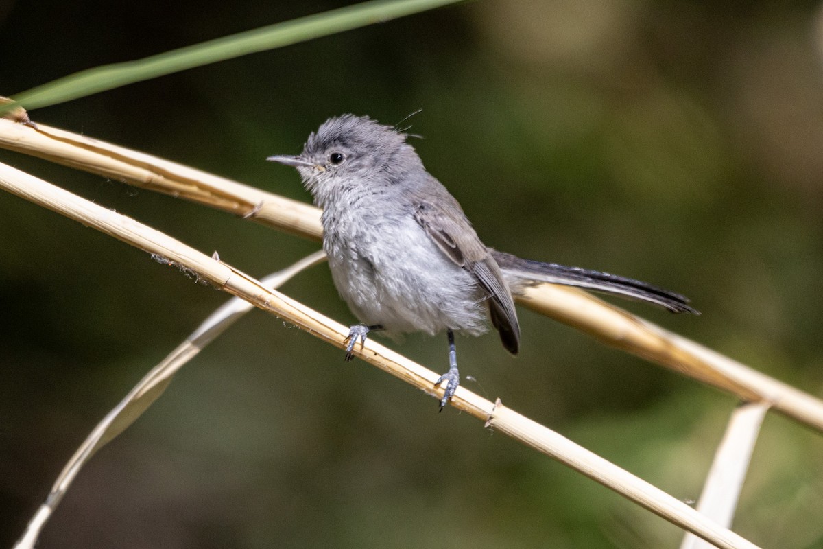 Black-tailed Gnatcatcher - Shorty Veliz