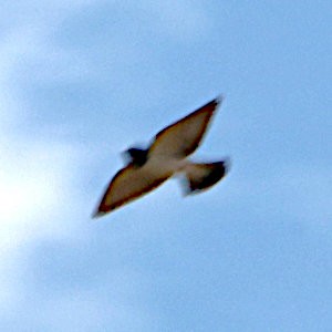 White-breasted Woodswallow - Michael Dahlem