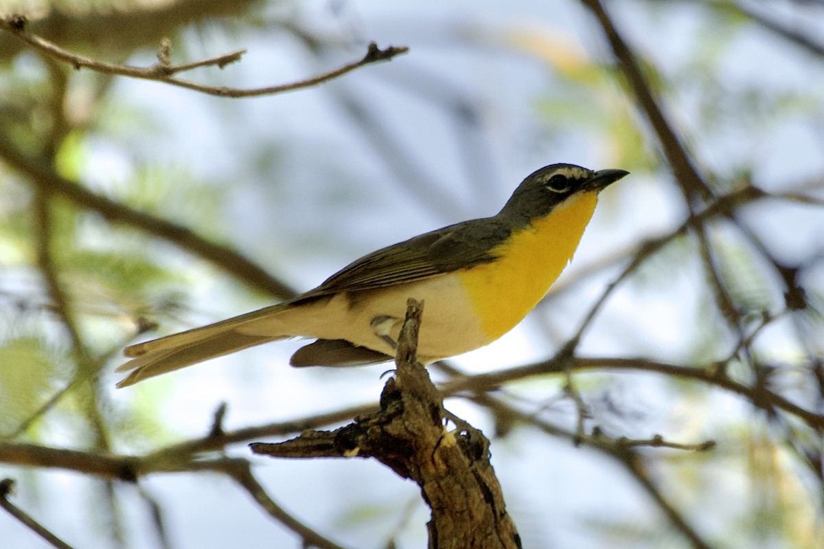 Yellow-breasted Chat - Tim DeJonghe