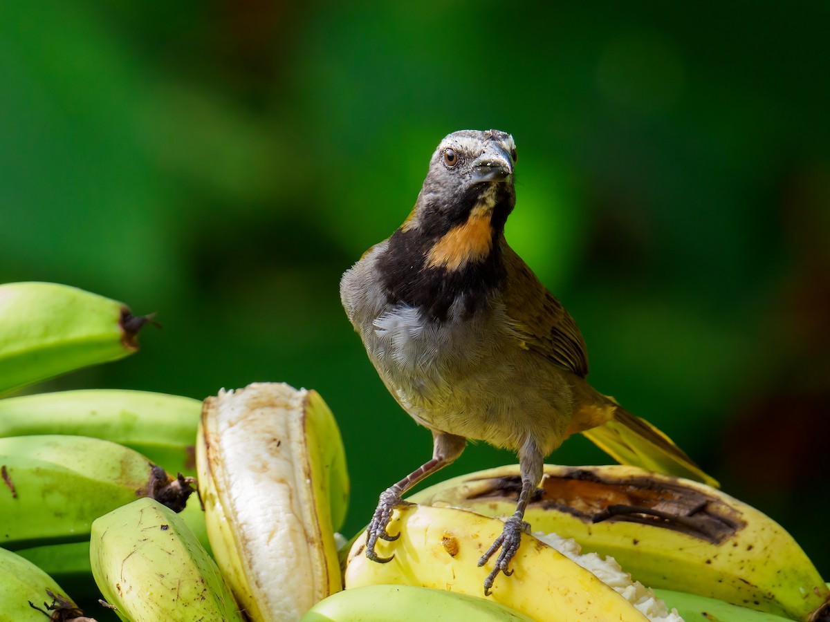 Buff-throated Saltator - Abe Villanueva