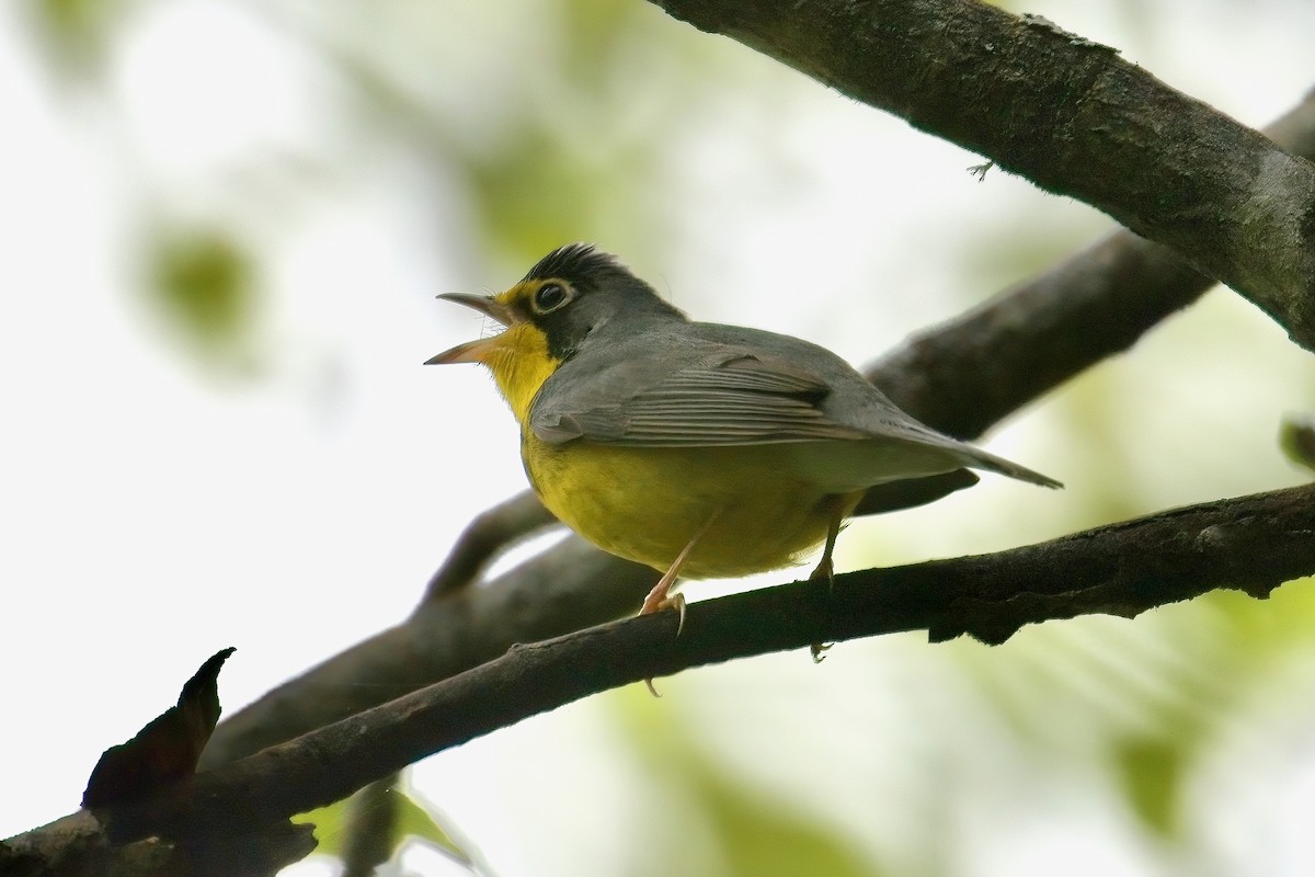 Canada Warbler - Normand Laplante