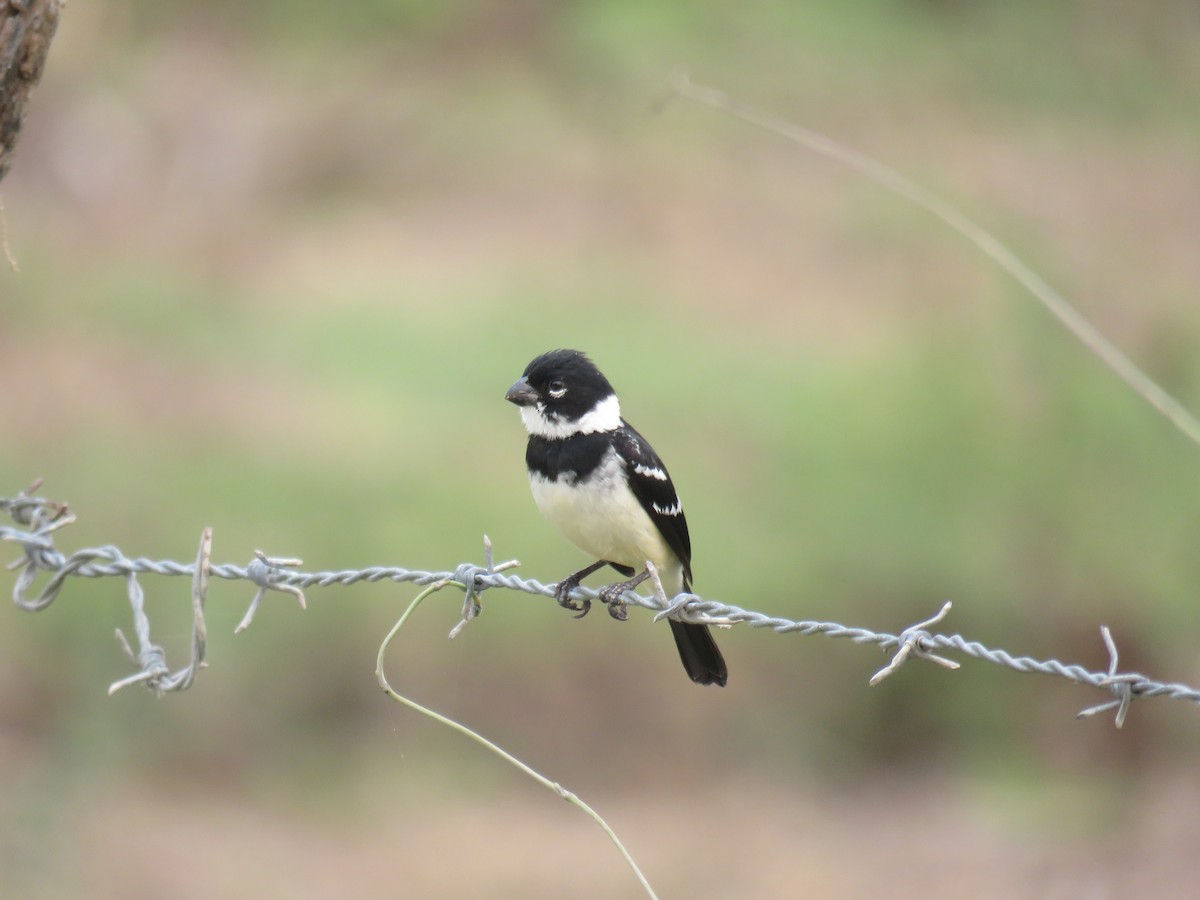 Morelet's Seedeater - Sam Holcomb