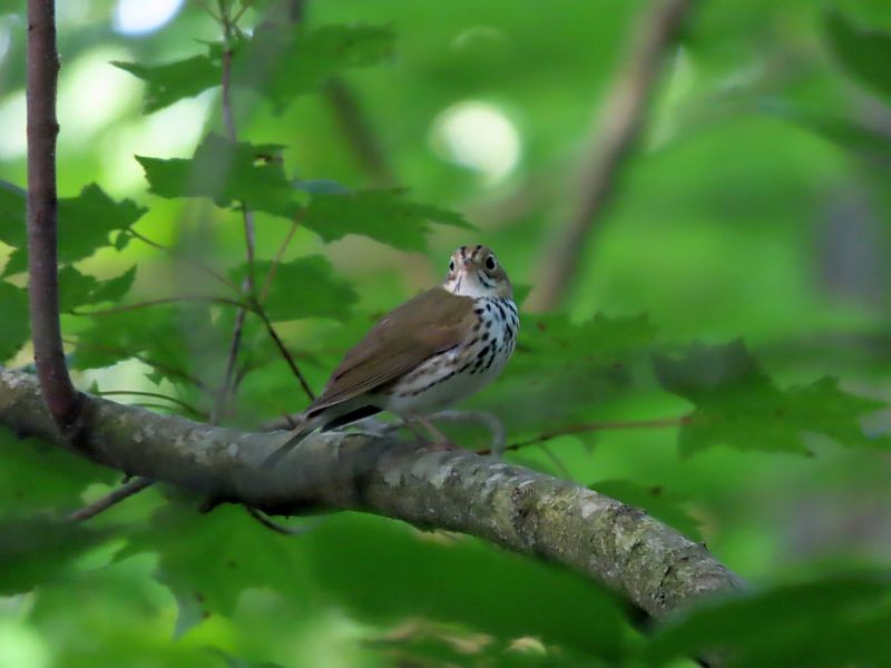 Paruline couronnée - ML619593539