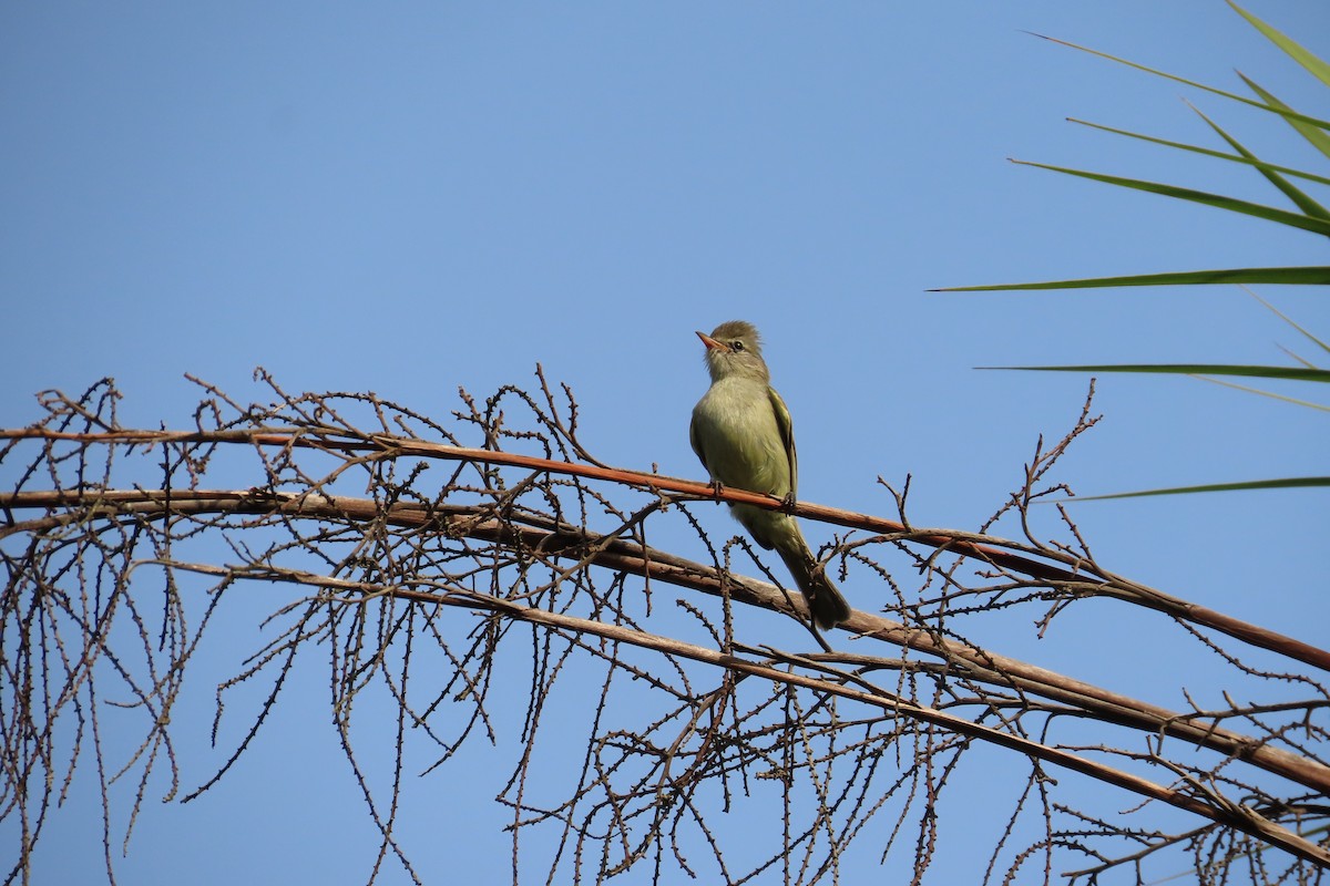 Northern Beardless-Tyrannulet - David Brinkman