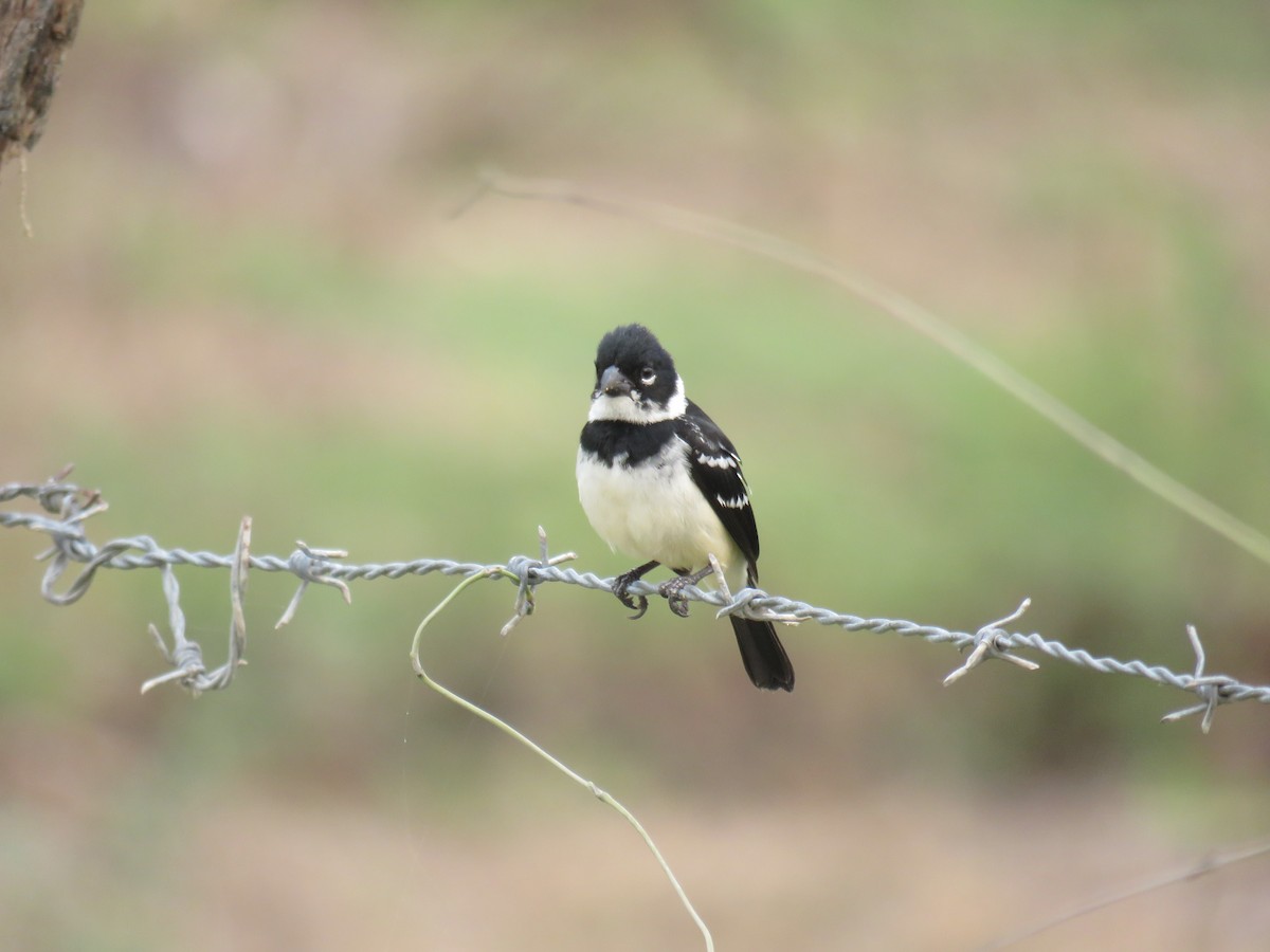 Morelet's Seedeater - Sam Holcomb