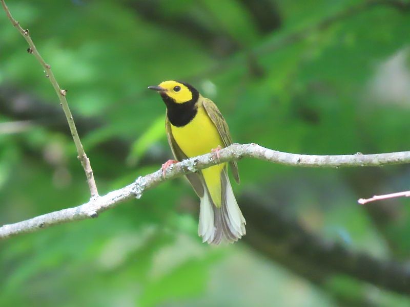 Hooded Warbler - Tracy The Birder