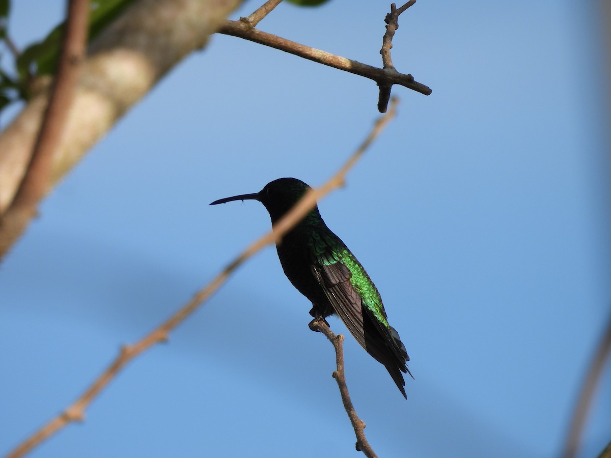 Shining-green Hummingbird - ML619593561