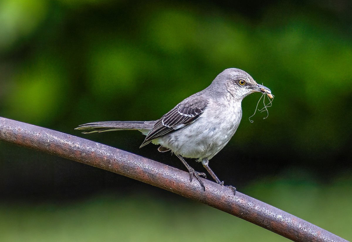 Northern Mockingbird - Ward Ransdell