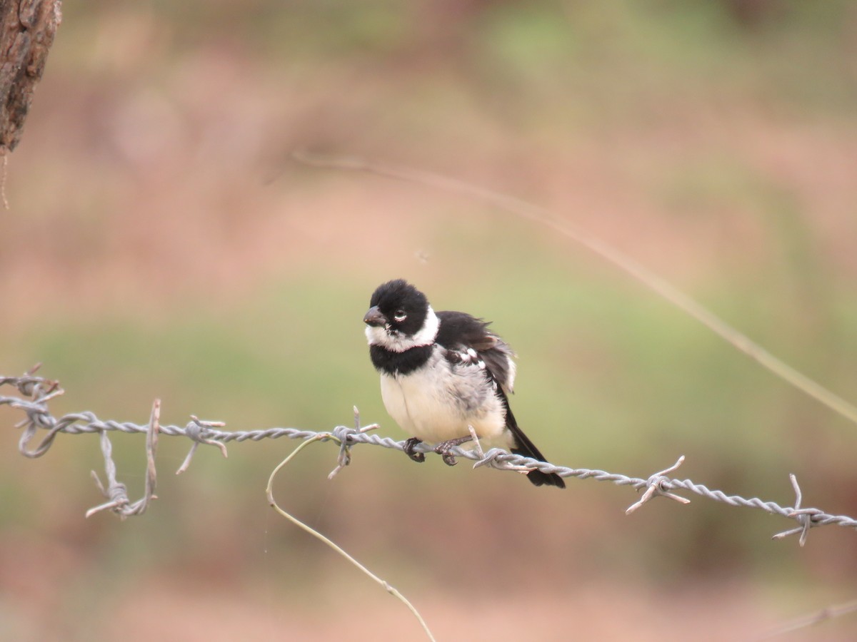 Morelet's Seedeater - Sam Holcomb