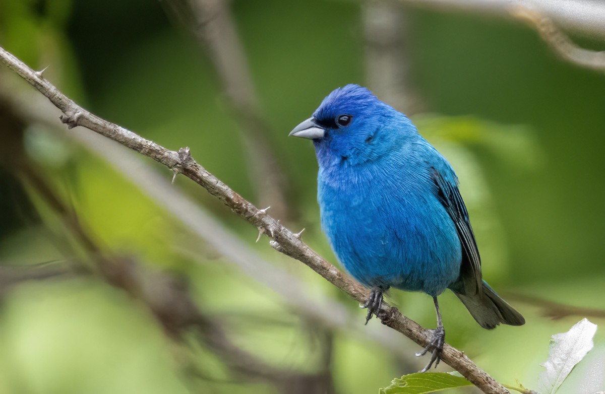 Indigo Bunting - ML619593565