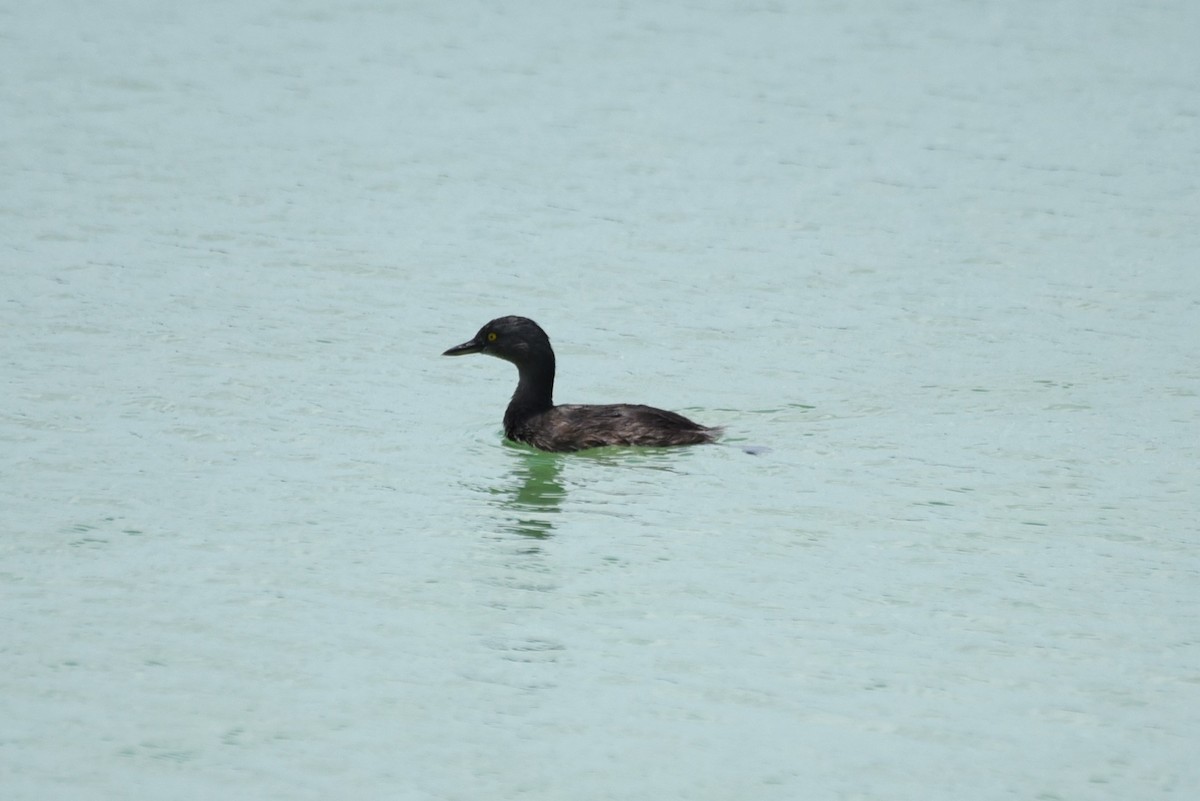 Least Grebe - Bruce Mast