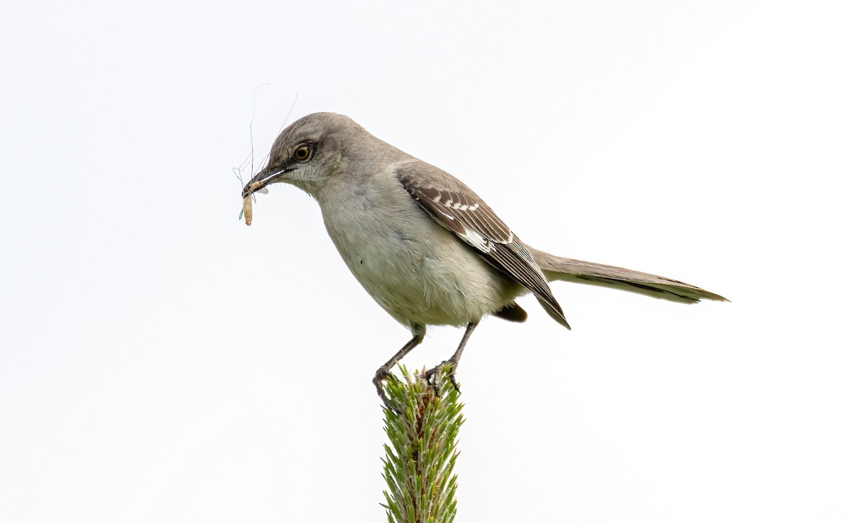 Northern Mockingbird - Ward Ransdell