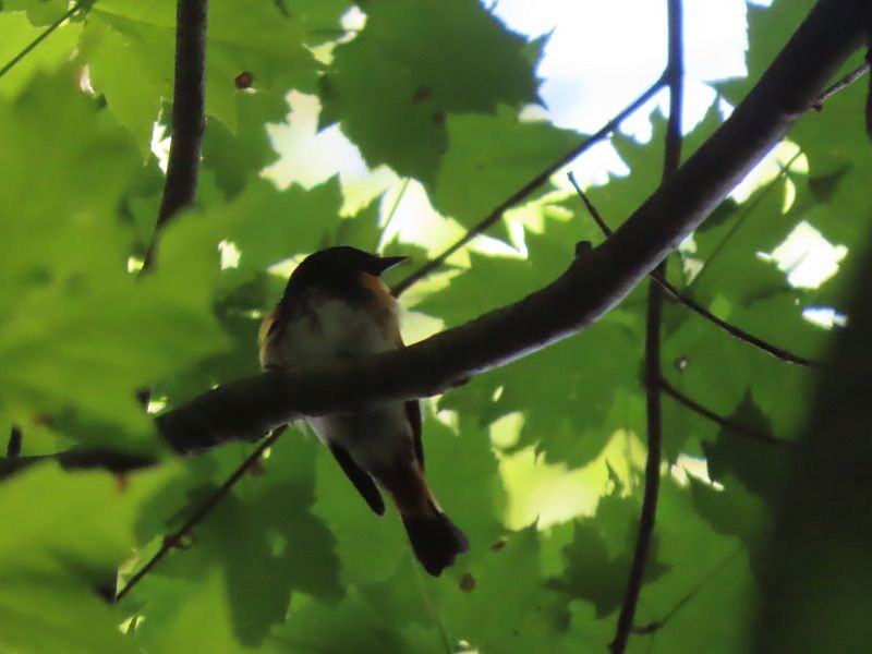 American Redstart - Tracy The Birder