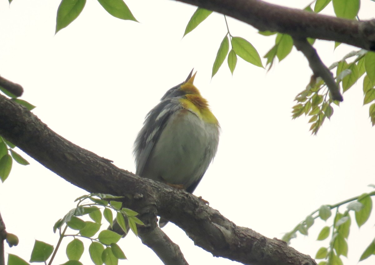 Northern Parula - Linda  LaBella