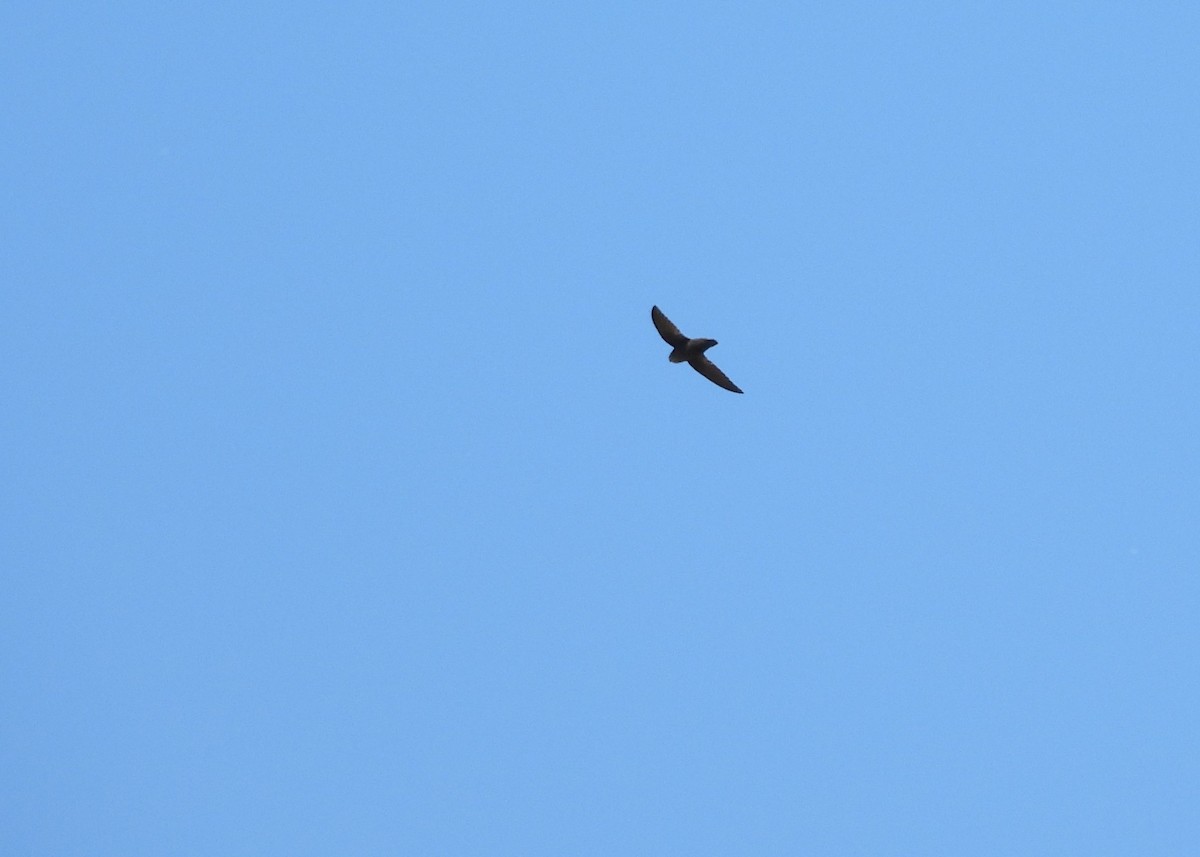 Chimney Swift - Glenn Hodgkins