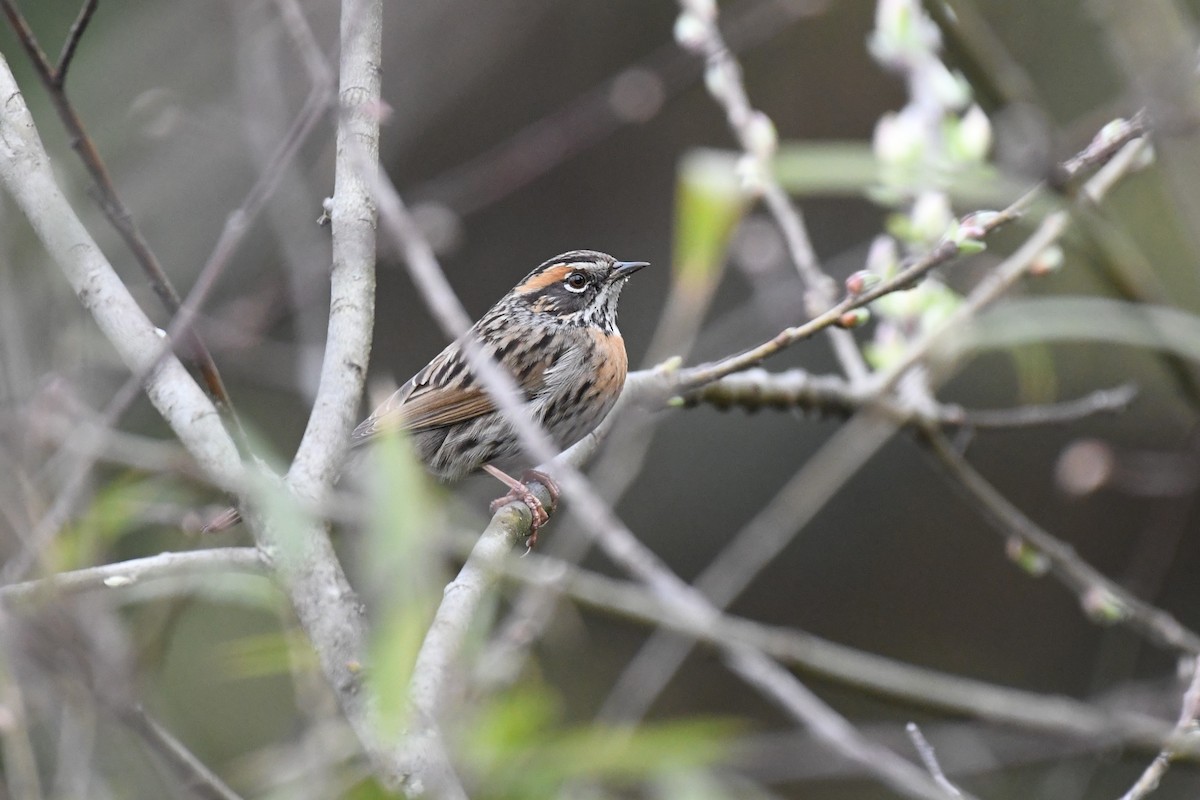 Rufous-breasted Accentor - ML619593580