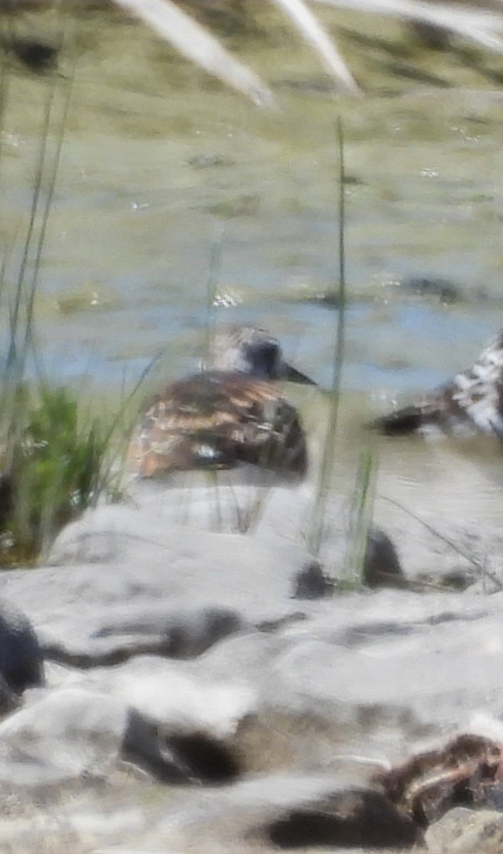 Ruddy Turnstone - Sue Ascher