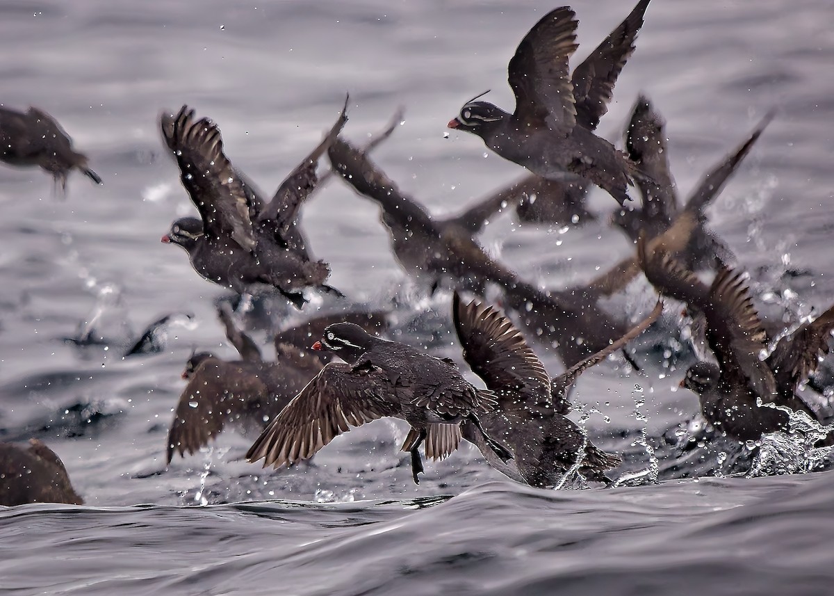 Whiskered Auklet - ML619593584