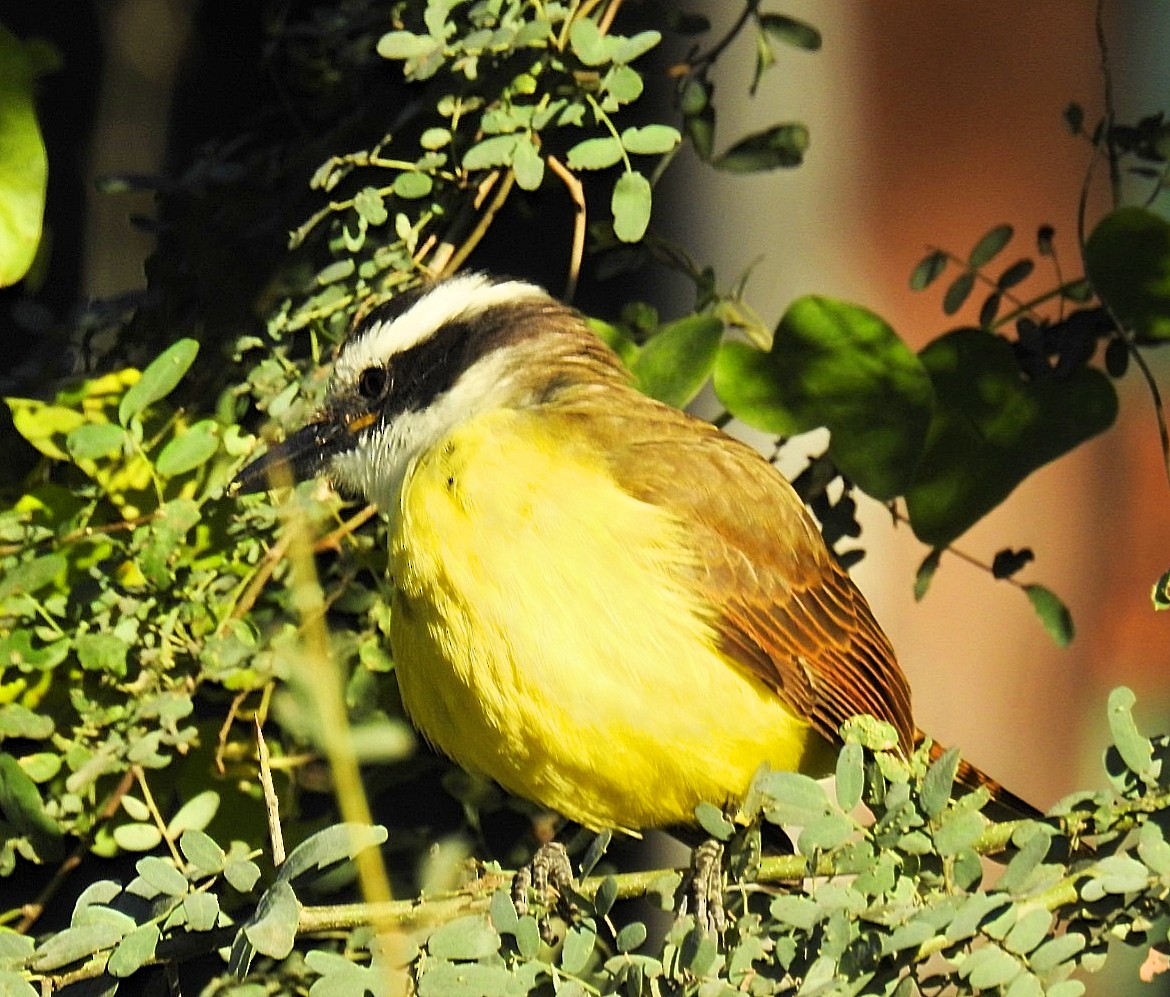 Great Kiskadee - ML619593587