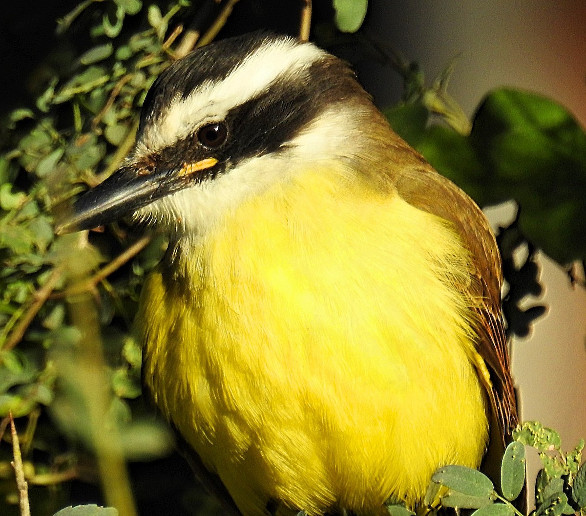 Great Kiskadee - Daniel Lescano