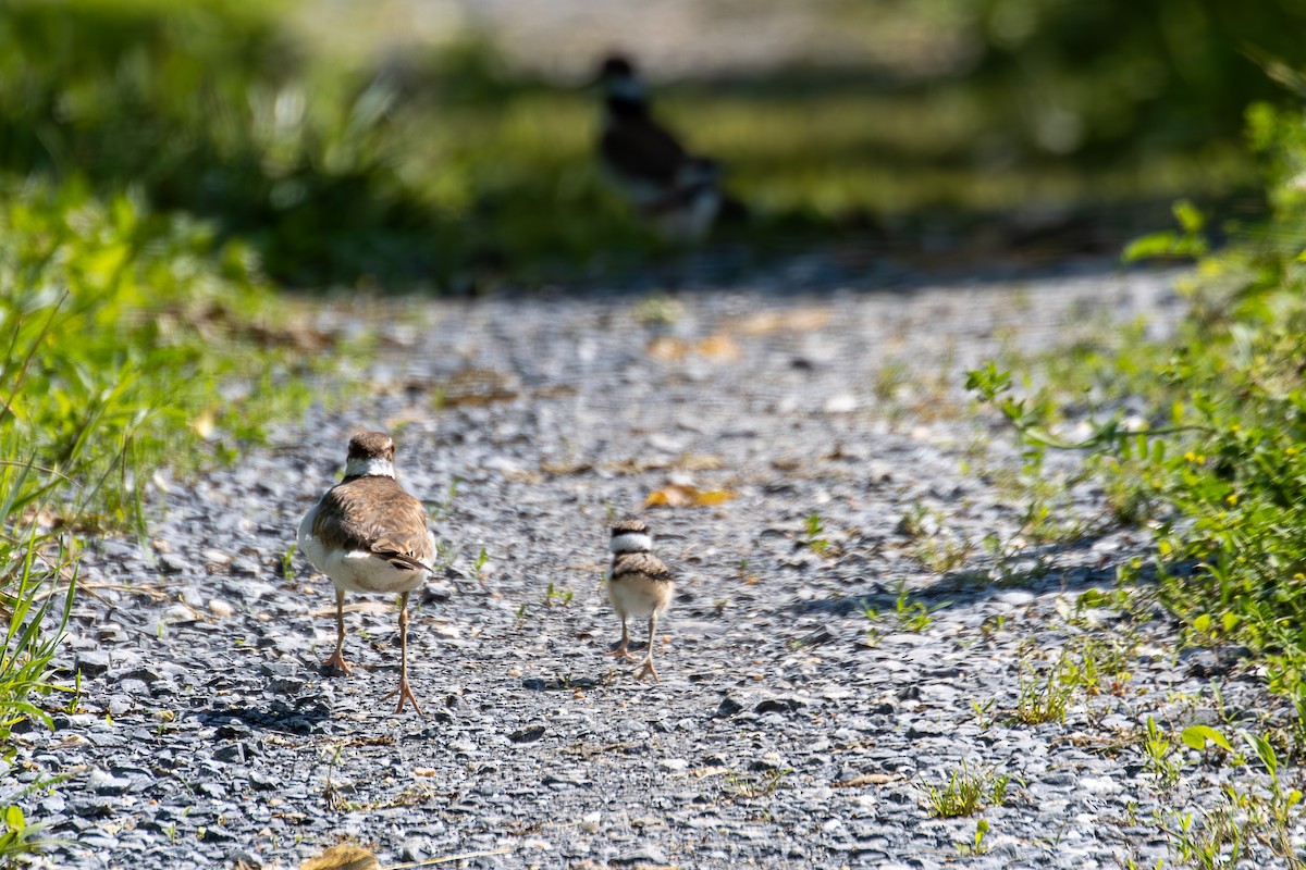 Killdeer - ML619593591