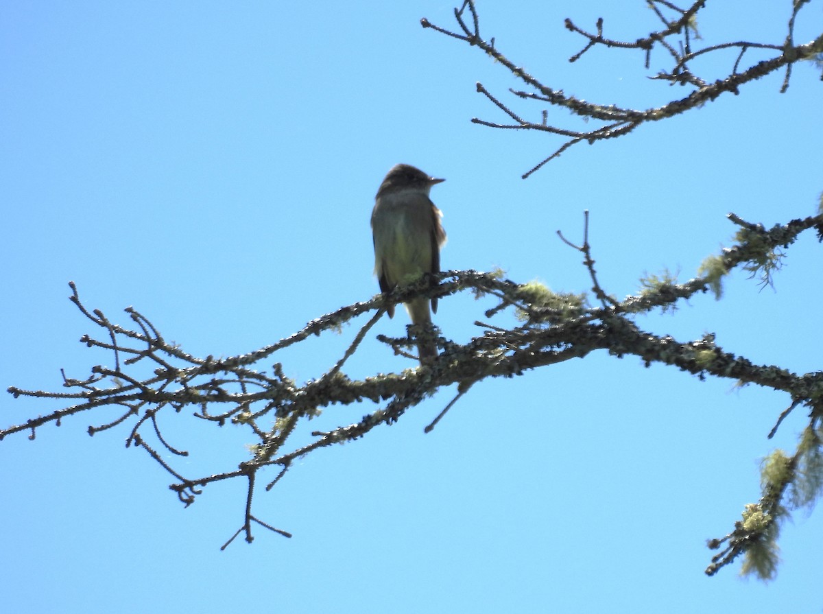 Alder Flycatcher - Glenn Hodgkins