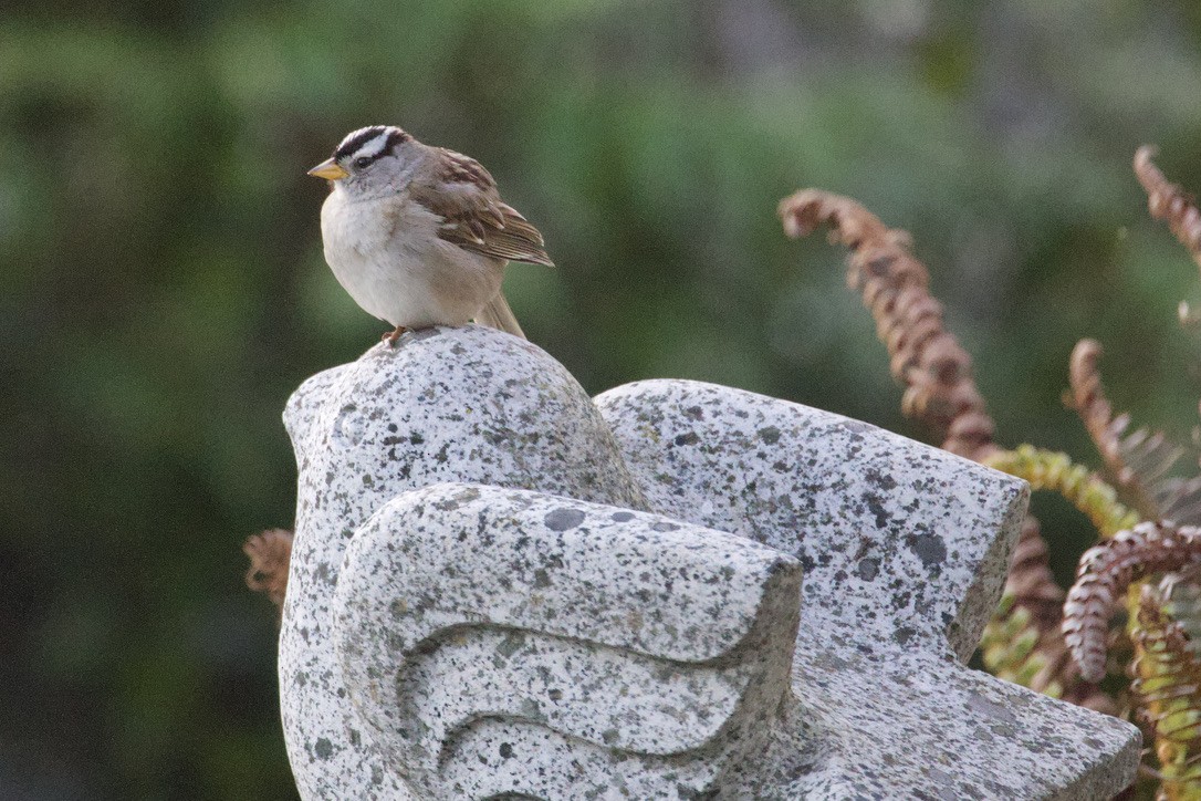 White-crowned Sparrow - Gordon Atkins