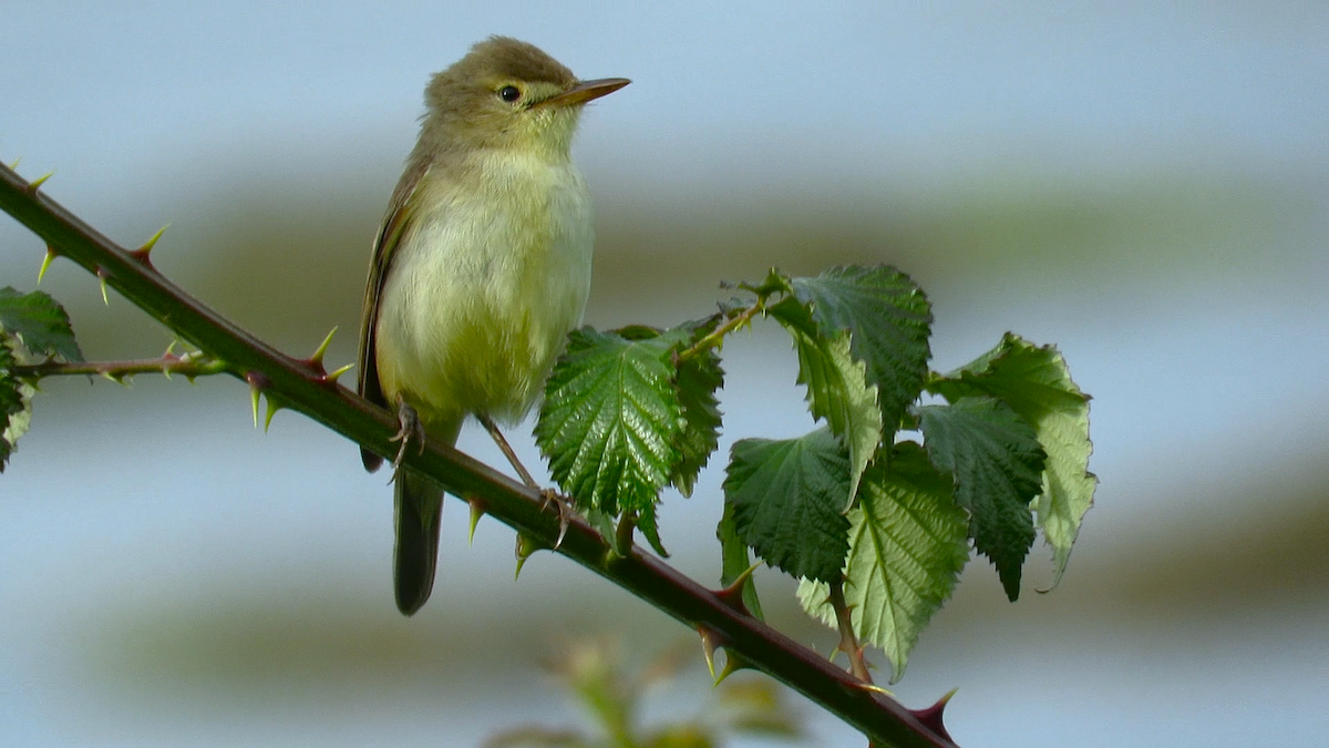 Melodious Warbler - Abel Ojugas Diaz