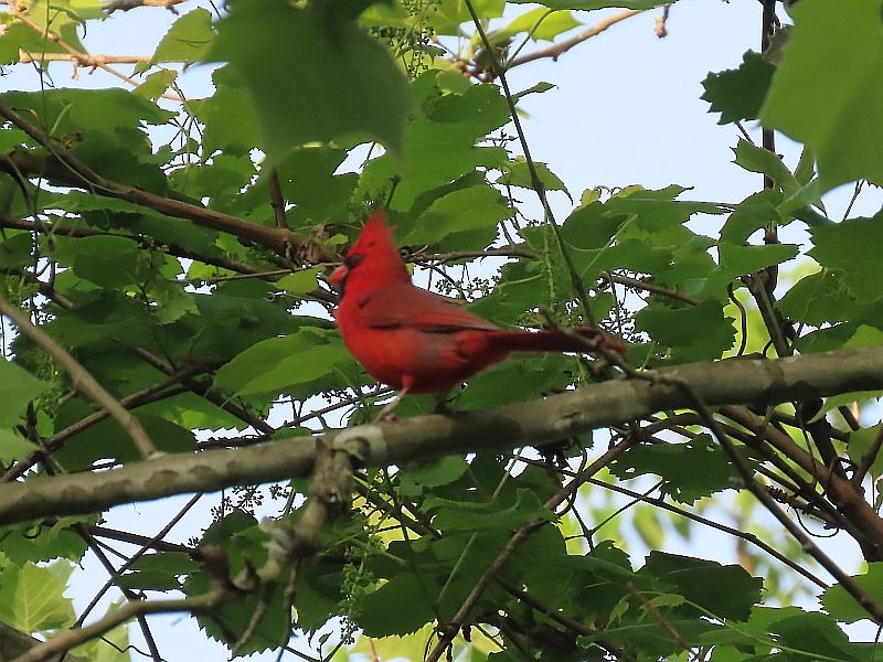 Cardinal rouge - ML619593607
