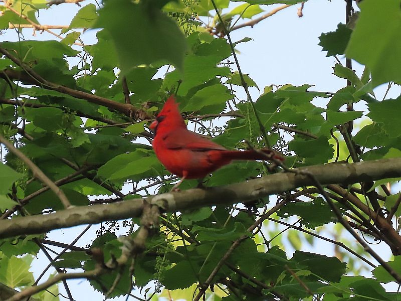 Northern Cardinal - Tracy The Birder