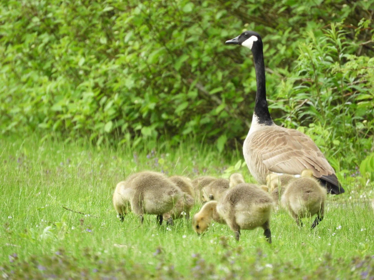 Canada Goose - Thomas Bürgi