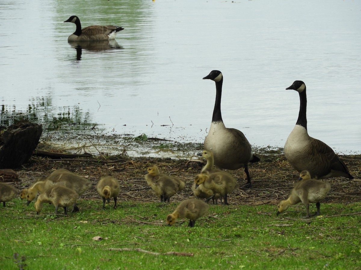 Canada Goose - Thomas Bürgi