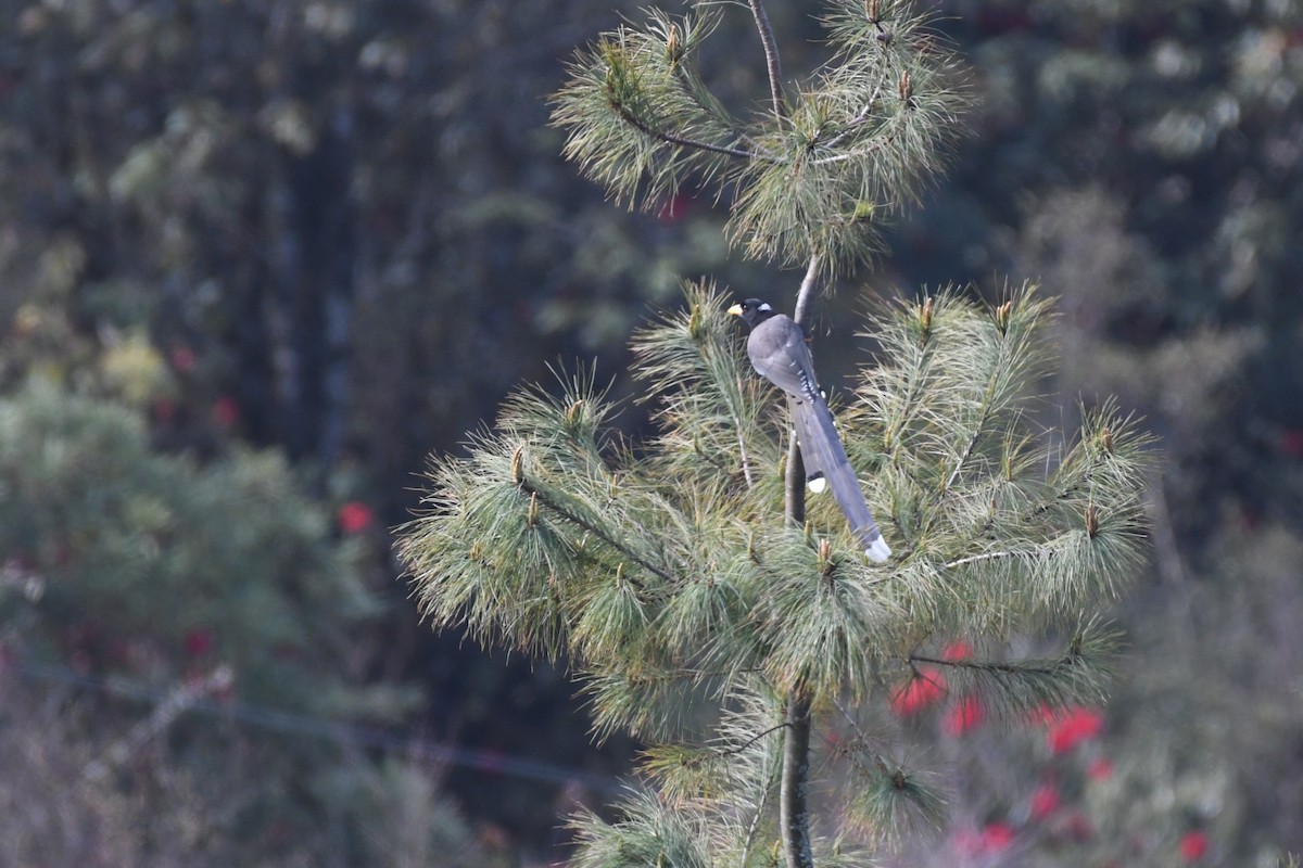 Yellow-billed Blue-Magpie - ML619593612