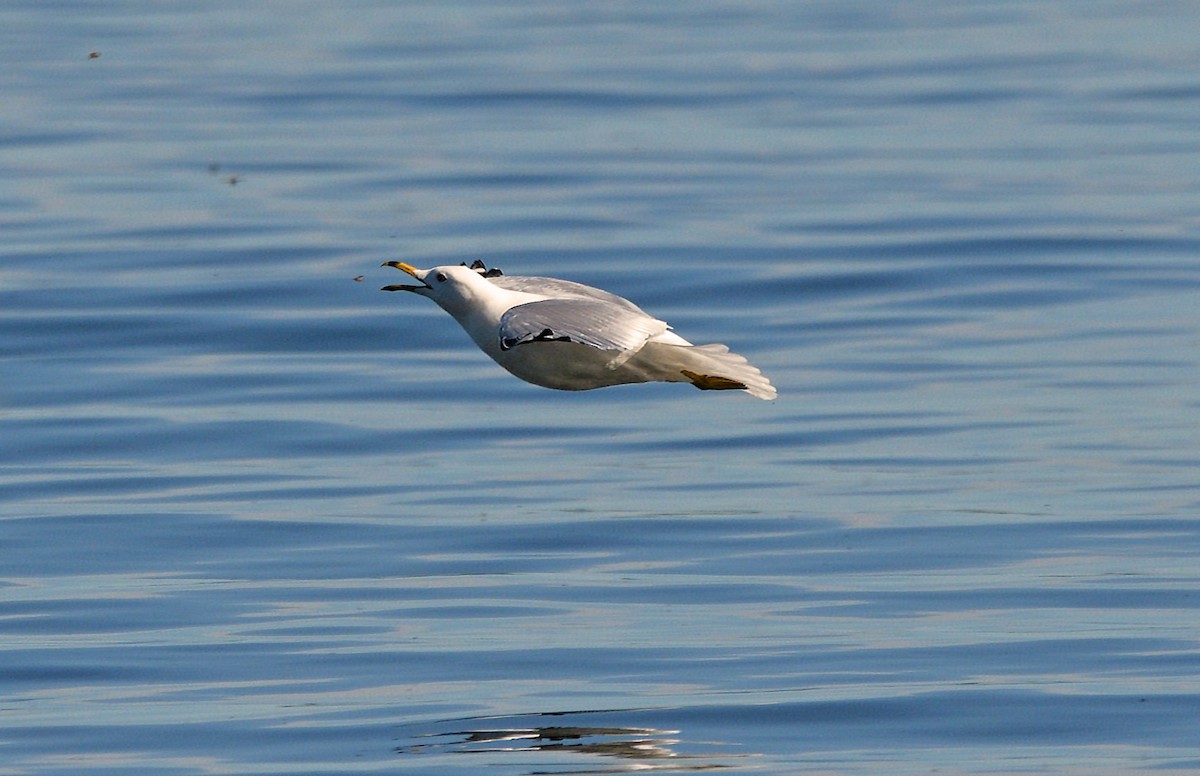 Ring-billed Gull - Tom Long