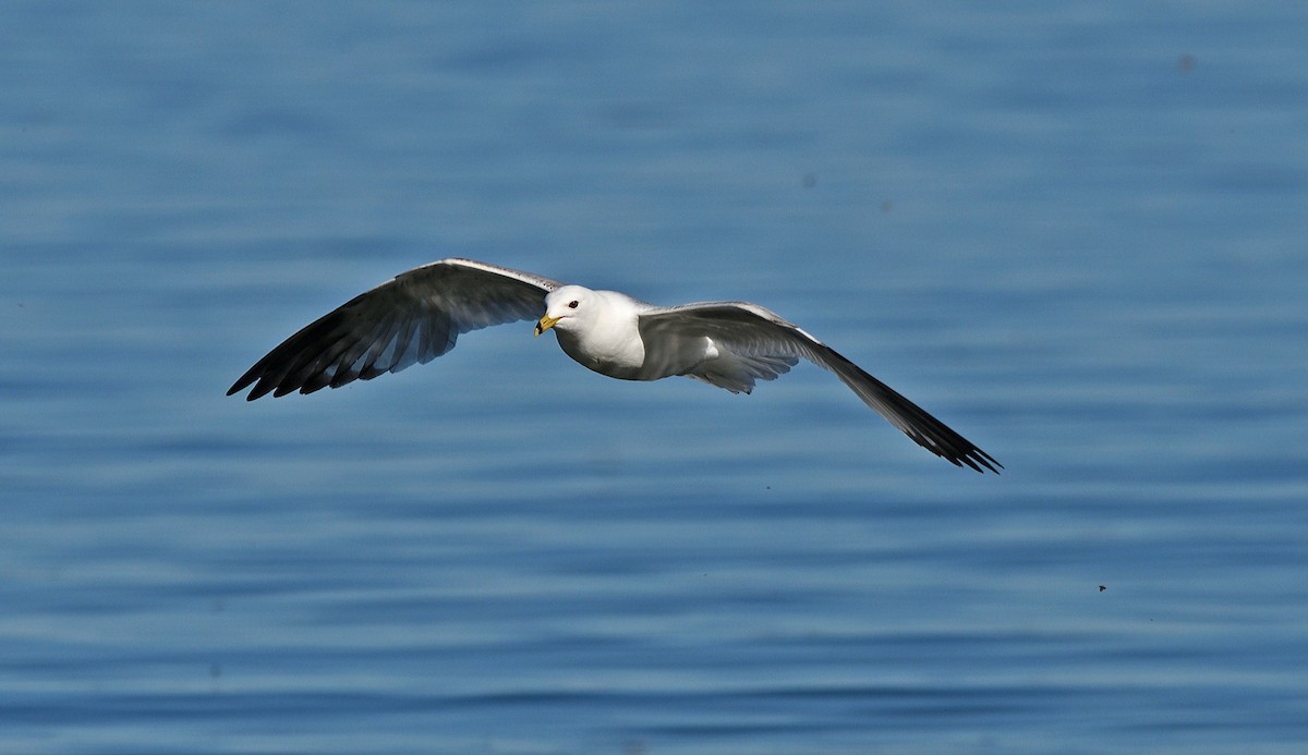 Ring-billed Gull - Tom Long