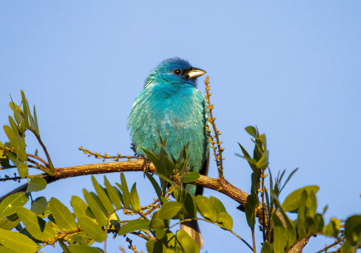 Indigo Bunting - Ward Ransdell